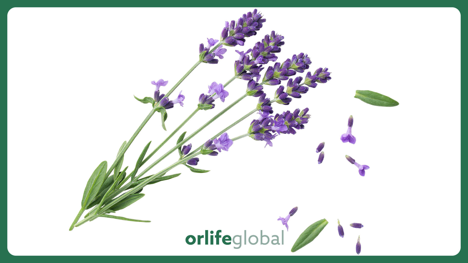 Lavender (Fine) Oil